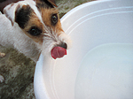 hundefotos parson_russell_terrier