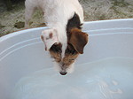 hundefotos parson_russell_terrier