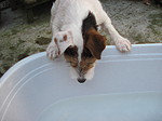 hundefotos parson_russell_terrier