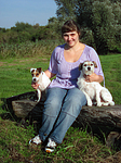 hundefotos parson_russell_terrier