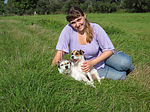 hundefotos parson_russell_terrier