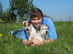 hundefotos parson_russell_terrier