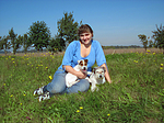hundefotos parson_russell_terrier