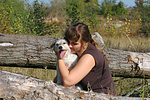 hundefotos parson_russell_terrier