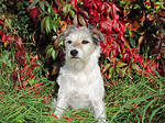 hundefotos parson_russell_terrier