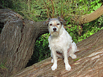 hundefotos parson_russell_terrier