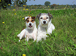 hundefotos parson_russell_terrier
