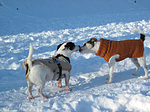 hundefotos parson_russell_terrier