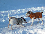 hundefotos parson_russell_terrier