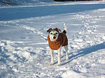 hundefotos parson_russell_terrier