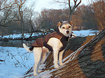 hundefotos parson_russell_terrier