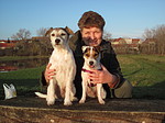 hundefotos parson_russell_terrier