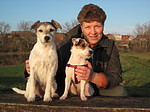 hundefotos parson_russell_terrier