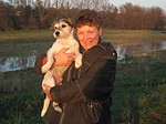hundefotos parson_russell_terrier