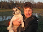 hundefotos parson_russell_terrier