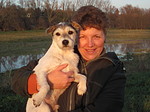 hundefotos parson_russell_terrier