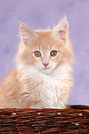 katzenfotos maine_coon
