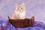 katzenfotos maine_coon
