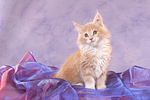 katzenfotos maine_coon