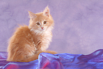 katzenfotos maine_coon