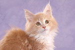 katzenfotos maine_coon
