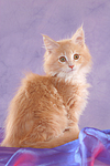 katzenfotos maine_coon