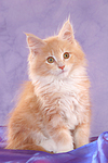 katzenfotos maine_coon