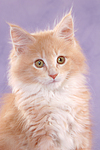 katzenfotos maine_coon