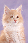 katzenfotos maine_coon