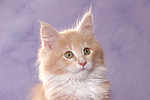katzenfotos maine_coon