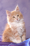 katzenfotos maine_coon