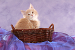 katzenfotos maine_coon