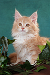 katzenfotos maine_coon