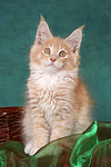katzenfotos maine_coon