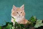 katzenfotos maine_coon