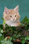 katzenfotos maine_coon