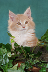 katzenfotos maine_coon