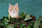 katzenfotos maine_coon