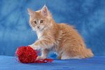 katzenfotos maine_coon