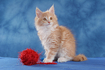 katzenfotos maine_coon