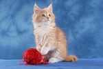katzenfotos maine_coon