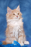 katzenfotos maine_coon