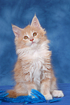 katzenfotos maine_coon