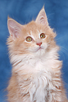 katzenfotos maine_coon