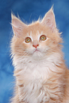 katzenfotos maine_coon