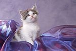 katzenfotos maine_coon