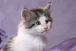 katzenfotos maine_coon