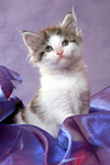 katzenfotos maine_coon
