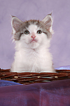katzenfotos maine_coon
