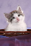 katzenfotos maine_coon